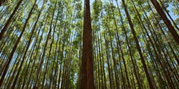 Suzano (SUZB3) fará 4º aumento em preços de celulose a partir de abril