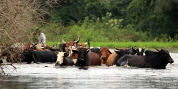 Chuvas na Bolívia fazem 55 mortos e afetam mais de meio milhão
