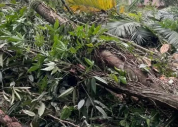 Homem é flagrado cortando árvores e palmito-juçara em área de vegetação nativa em Timbó