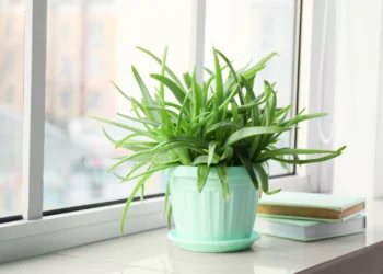 Estas cinco plantas são ideais para quem não tem muito tempo