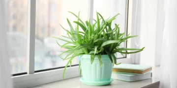 Estas cinco plantas são ideais para quem não tem muito tempo