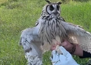 Coruja-orelhuda fica presa a cerca de 6 metros de altura e é salva em Jaraguá do Sul