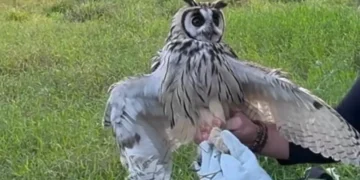 Coruja-orelhuda fica presa a cerca de 6 metros de altura e é salva em Jaraguá do Sul