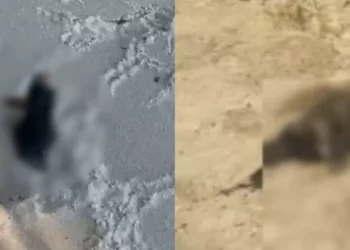 Cerca de 6 cães são encontrados decapitados em praia da Grande Florianópolis