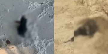 Cerca de 6 cães são encontrados decapitados em praia da Grande Florianópolis