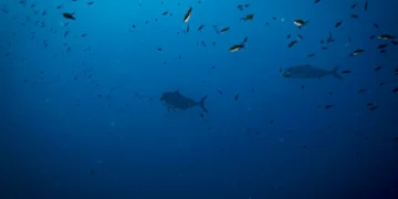 Mais de 130 ONG juntam-se hoje em Lisboa por um oceano limpo