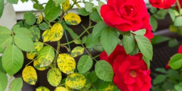 Utilize leite de vaca e verá que as suas rosas permanecerão saudáveis