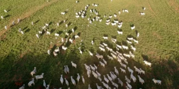 Marfrig (MRFG3) capta R$ 1,5 bilhão em mais longa emissão de CRAs da sua história