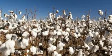 SLC Agrícola (SLCE3) mais que dobra lucro do 1º tri, que vai a R$ 510,7 milhões