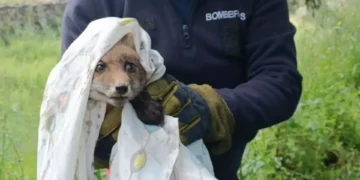 Bombeiros resgatam “com sucesso” raposa presa em tanque de cimento
