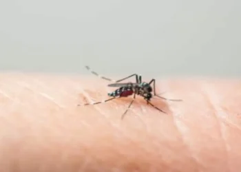 Casos de dengue diminuem em Timbó, mas Vigilância Epidemiológica pede atenção da população
