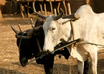 Minerva (BEEF3) pagará R$ 22 milhões à União em acordo de leniência