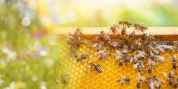 A razão por que não deve colocar mel em bebidas quentes