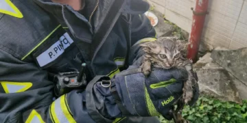 Bombeiros resgatam gatos bebés em Baguim do Monte após alerta de popular