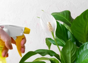 Com este truque, o seu lírio-da-paz vai ter flores o ano todo
