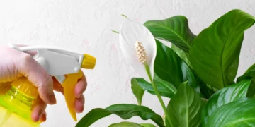 Com este truque, o seu lírio-da-paz vai ter flores o ano todo