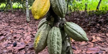 Cacau sobe dois dígitos na semana e marca máxima em três meses