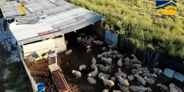 Matavam animais entre ratos mortos e vendiam carne em Espanha