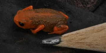 Sapinho-pingo-de-ouro é o novo símbolo de Blumenau