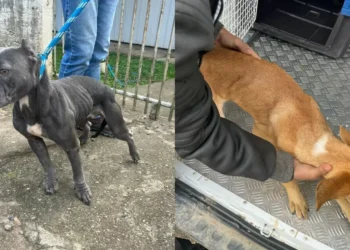 Polícia Militar prende 2 homens por maus-tratos a cães e desacato em Rio do Sul