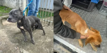 Polícia Militar prende 2 homens por maus-tratos a cães e desacato em Rio do Sul