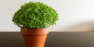 Coma o manjerico que tem em casa e veja como faz bem à saúde