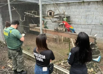 Operação em Ascurra termina com apreensão de 18 animais silvestres mantidos irregularmente