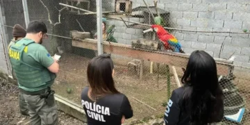 Operação em Ascurra termina com apreensão de 18 animais silvestres mantidos irregularmente