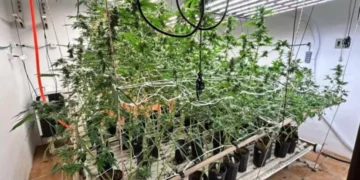 Polícia descobre estufa de supermaconha em casa de luxo em SC