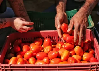 EUA se retiram do acordo de tomates com México