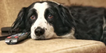 Estudo sugere que o seu patudo pode preferir certos programas de TV