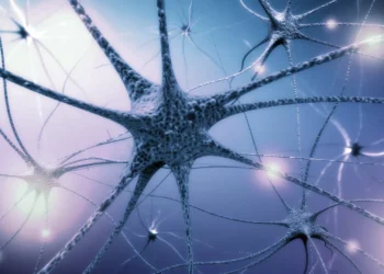 Formação de células cerebrais em adultos continua até idade avançada