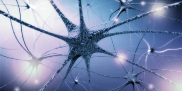 Formação de células cerebrais em adultos continua até idade avançada