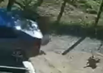 Homem é indiciado por atropelar e matar cachorro em Blumenau