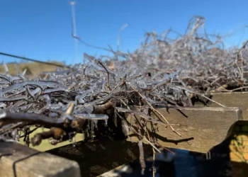 Temperaturas negativas e geada marcam início de semana na Serra Catarinense
