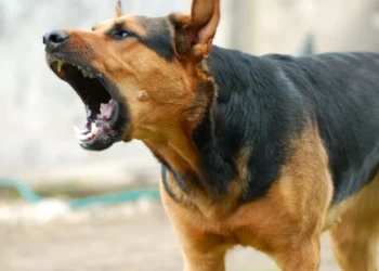 Raiva. Dos riscos à prevenção, o que saber sobre esta doença viral