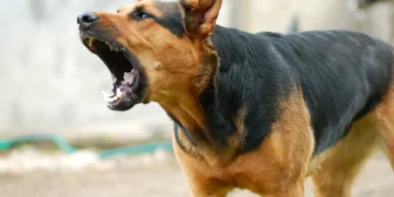 Raiva. Dos riscos à prevenção, o que saber sobre esta doença viral