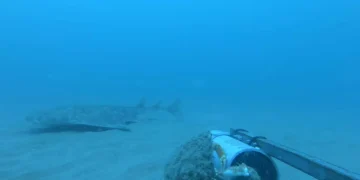 Tubarão em vias de extinção é visto pela primeira vez desde 2021