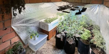 Homem que se apresentava como “terapeuta canábico” é preso por tráfico de drogas em Gaspar