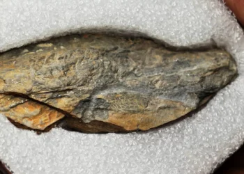 Descoberto em Espanha fóssil de dente de rena, o mais antigo registo de fauna glaciar ibérica