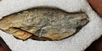 Descoberto em Espanha fóssil de dente de rena, o mais antigo registo de fauna glaciar ibérica