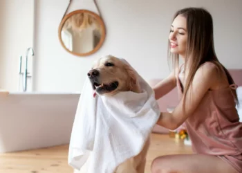 Saiba como manter o pelo do seu patudo saudável durante o verão