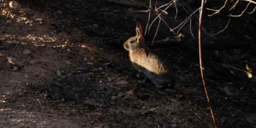 Vírus cria coelhos “zombie” nos Estados Unidos