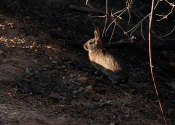 Vírus cria coelhos “zombie” nos Estados Unidos