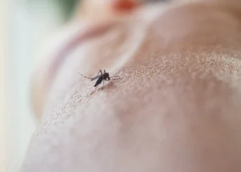 O que fazer depois de ser picado por um mosquito (e que muitos ignoram)