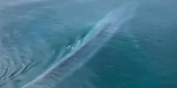 Maior animal do planeta surge próximo à costa e encanta visitantes na Austrália