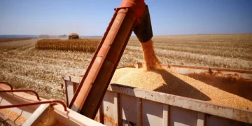 Milho e soja sobem a máximas de um mês com alta do petróleo e incertezas na safra