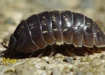 Nova espécie de Bicho-de-Conta descoberta por bióloga portuguesa