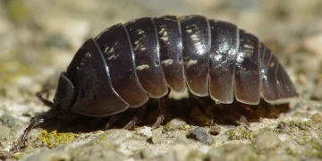 Nova espécie de Bicho-de-Conta descoberta por bióloga portuguesa