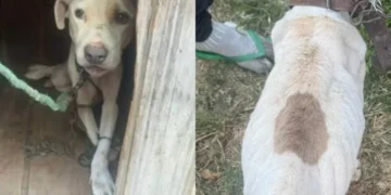 Homem é condenado por maus-tratos a cadela mantida em condições cruéis em SC